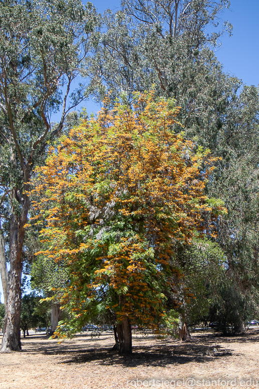 eucalyptus grove